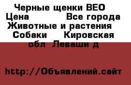 Черные щенки ВЕО › Цена ­ 5 000 - Все города Животные и растения » Собаки   . Кировская обл.,Леваши д.